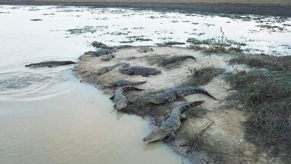 Crocodile Park Bungalow Kataragama Buitenkant foto